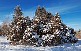 Snowy Arboretum Trees_11901